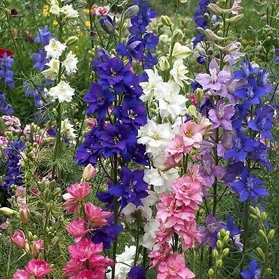 Larkspur Seeds - ROCKET MIX - Variety of Colors - Colorful Heirloom - 50 Seeds 