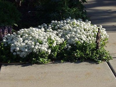 Iberis Sempervirens - PURITY - Evergreen Candytuft - Drought Tolerant - 50 Seeds