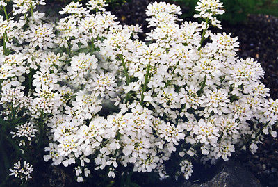 Iberis Sempervirens - TAHOE - Evergreen Candytuft - Drought Tolerant - 50 Seeds