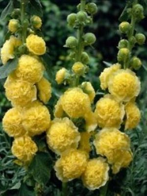 Hollyhock Seeds - DOUBLE YELLOW - Double Peony-Like Flowers -Biennial- 25+ Seeds