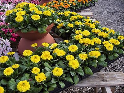 Pot Marigold Seeds - FARON - Calendula - MEDICINAL Herb - Edible - 25 Seeds