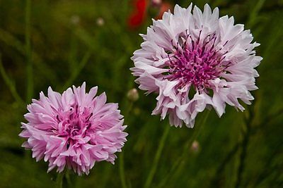 Bachelor Button Seeds - RED BALL -  theseedhouse - Double Blooms - 25+ Seeds