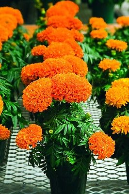 African Marigold Seeds- Antigua Orange - Great Border Flower 3