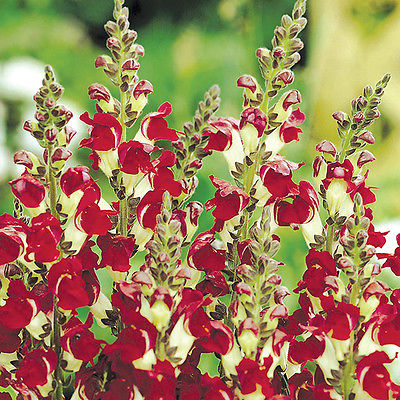 Snapdragon Seeds - NIGHT & DAY - Antirrhinum - Rare Free Flowering - 20 Seeds 