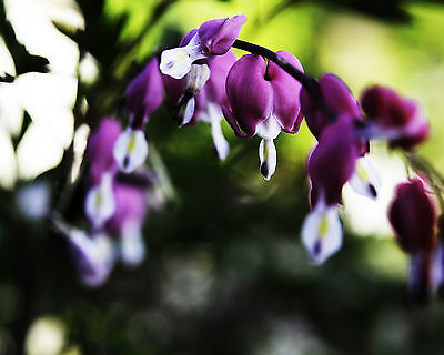 Dicentra Spectabilis Seeds - PURPLE AURORA - Rare Shade Perennial - 20 Seeds 