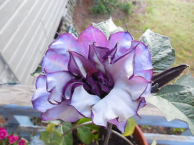 BLACK CURRENT SWIRL Angels Trumpet Datura Fragrant Purple Double/Triple-20 Seeds