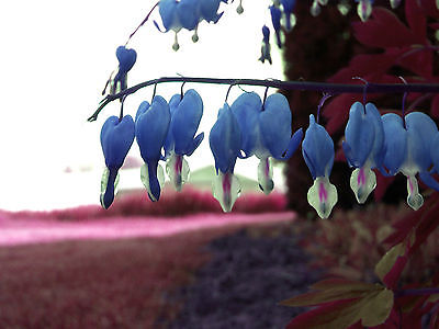 Dicentra Spectabilis Seeds - SAPPHIRE BLUE - Hardy Shade Perennial -10 Seeds 