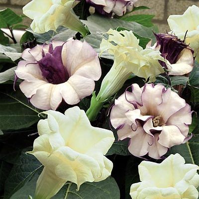 Datura Metel  Seeds - *DATURA BALLERINA TUTU* - Exotic - Annual Plant- 20 Seeds 