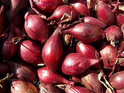 Potato Onions - RED - Multiplier Onion - Winter Survivor - Mild Taste - 24 Bulbs