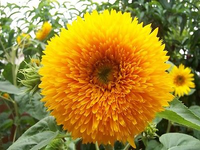 Sunflower Seeds - TEDDY BEAR - Unique Sunflower Variety - Annual - 10 Seeds