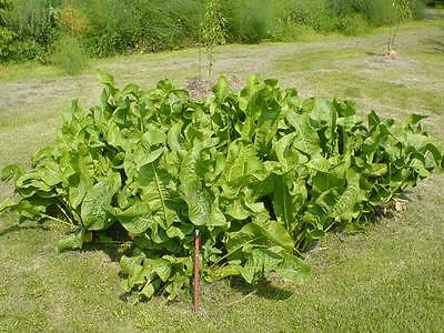 Horseradish Plant ~ Grow Your Own ~ Recipe Included ~ 3 Tuberous Roots   âœ¼â—• â€¿ â—•âœ¼