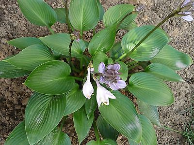 Hosta Plant - CANADIAN SHIELD - TOLERATES FULL SUN - Shade Perennial - 2 Shoots