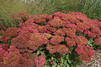 Sedum Plant - AUTUMN FIRE - Showy Stonecrop  - Hardy Perennial - 4 Cuttings