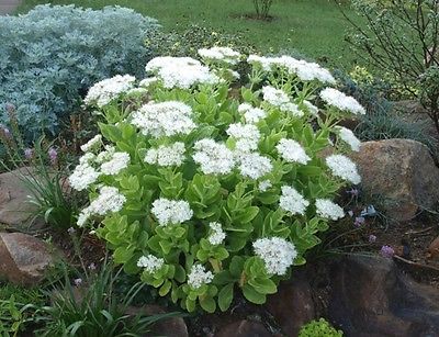 Sedum Spectabile Plant - STARDUST - Showy Stonecrop  - Winter Hardy - 4 Cuttings