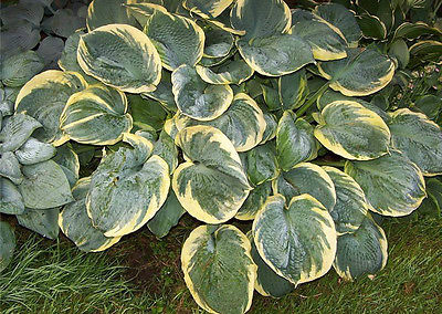 Hosta Plant - PIZZAZZ - Deer & Rabbit Resistant - Shade Perennial - 2 Shoots