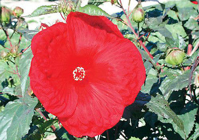 Hardy Hibiscus Seeds- CHERRY BRANDY - Winter Hardy Perennial Shrub - 10 Seeds 