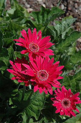 Gerbera Daisy Seeds - HOT PINK - Attracts Butterflies & Hummingbirds - 10 Seeds