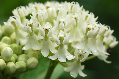 Swamp Milkweed Seeds - Creamy White - Asclepias - Gmo Free Perennial - 25 Seeds 