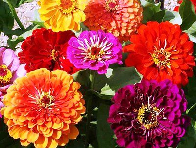 Zinnia Seeds - CALIFORNIA GIANTS - Huge 6