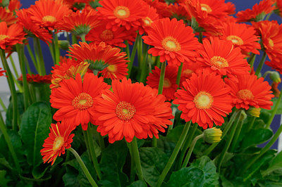 Gerbera Daisy Seeds - HARVEST ORANGE -Attracts Butterflies,Hummingbirds-10 Seeds