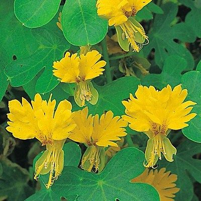 Nasturtium Seeds -YELLOW CANARY CREEPER - Annual Climbing Vine - Edible-10 Seeds