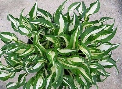 Hosta Plant - HIDEOUT - Miniature Hosta - Variegated Shade Perennial - 2 Shoots