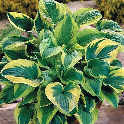 Hosta Plant - BRIM CUP - Organic Gardening Plants-Variegated Perennial- 2 Shoots