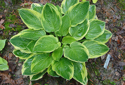 Hosta Plant - BLAZING SADDLES - RARE - Variegated Shade Perennial - 2 Shoots