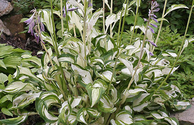 Hosta Plant - UNDULATA UNIVITTATA - LIVE HOSTA PLANTS FOR SALE HERE - 2 Shoots