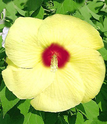 Hardy Hibiscus Seeds - OLD YELLA - Perennial Flowering Shrub - 10 Seeds