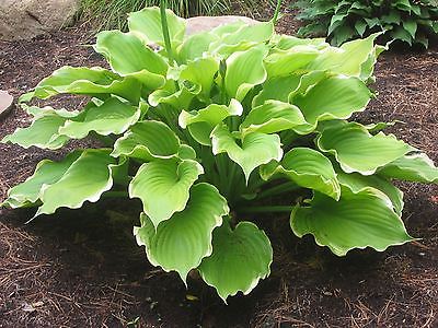 Hosta Plant - WINTER SNOW - Variegted Hosta Tolerates Morning Sun - 2 Shoots