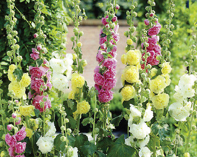 Hollyhock Seeds - SUMMER CARNIVAL MIX - Rainbow of Colors - Bulk - 100+ Seeds 