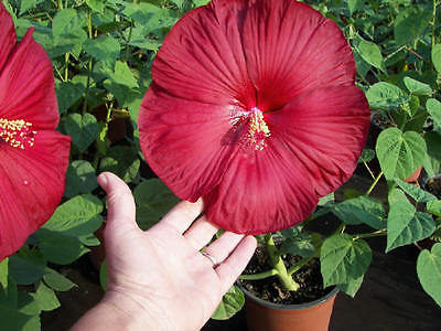 Hardy Hibiscus Seeds - LUNA RED - Winter Hardy Flowering Shrub - 10 Seeds 