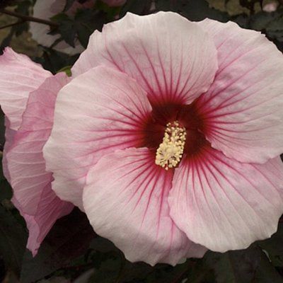 Hardy Hibiscus Seeds - SUMMER STORM - Winter Hardy Perennial Shrub - 10 Seeds 