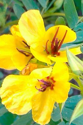 Partridge Pea Seeds - YELLOW - Prairie Flower - Unusual Perennial - 25 Seeds 