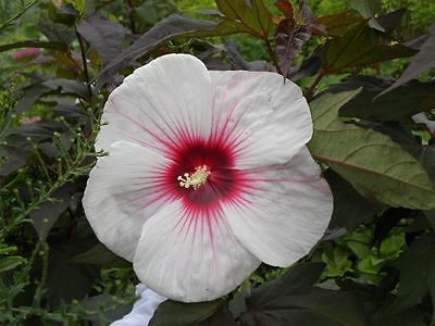 Hardy Hibiscus Seeds - KOPPER KING - Winter Hardy Flowering Perennial -10 Seeds