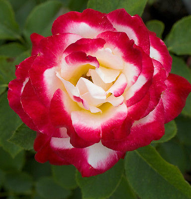 Double Delight Hybrid Tea Rose Seeds - Fantastic Frangrance - Climbing -20 Seeds