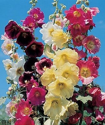 Hollyhock Seeds - GIANT DANISH MIX - Rare Biennial - 11 Feet Tall - 25 Seeds 