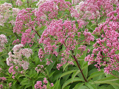 Joe Pye Weed Seeds - Late Bloomer til Hard Frost - Huge Flowers - 50 Seeds 