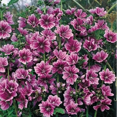 Malva Seeds - SYLVESTRIS BRAVEHEART - Winter Hardy Perennial - 50 Seeds