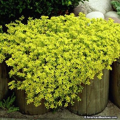 Sedum Acre Plant - GOLDEN CARPET- Drought Tolerant  - Hardy Perennial - 4 Plants