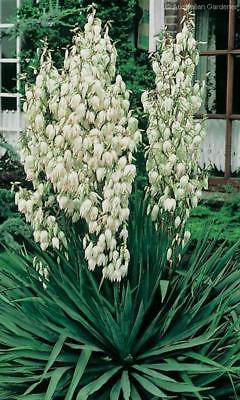 Adam's Needle Seeds - YUCCA - Slow Growing Native Evergreen Shrub - 20 Seeds