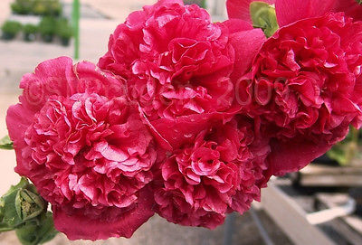 Hollyhock Seeds - DOUBLE RED - Large Peony Like Blooms - Heirloom - 100+ Seeds