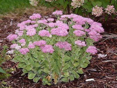 Sedum Plant - BRILLIANT - Very Easy to Grow  - Hardy Perennial - 4 Cuttings