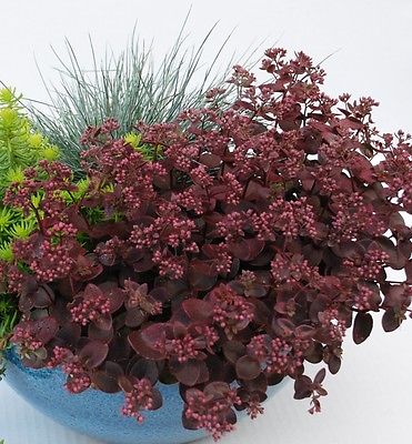 Sedum Plant - CHERRY TART - Very Easy to Grow  - Hardy Perennial - 4 Cuttings