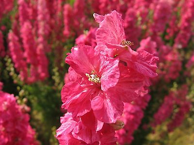 Larkspur Seeds - CARMINE RED - Deep Rose Flower Spikes- theseedhouse - 50+ Seeds