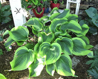 Hosta Plant - ATLANTIS - Rabbit Resistant Plant - Shade Perennial - 2 Shoots