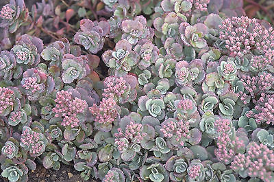 Sedum Plant - CAUTICOLA - Very Easy to Grow - Hardy Perennial - 4 Cuttings