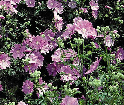 Malva Moschata Rosea Seeds - MUSK MALLOW - Attracts Hummingbirds - 50+ Seeds