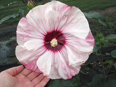 Hardy Hibiscus Seeds - CHERRY CHEESECAKE - Perennial Flowering Shrub - 10 Seeds